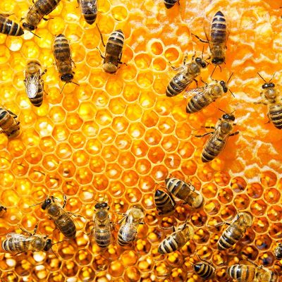working-bees-2021-04-04-22-50-58-utc.jpg